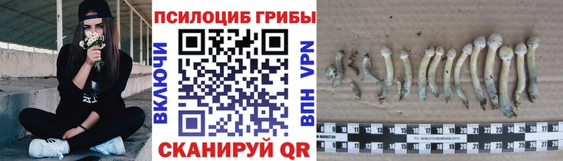Псилоцибиновые грибы Psilocybe  Купить где  Полярные Зори 